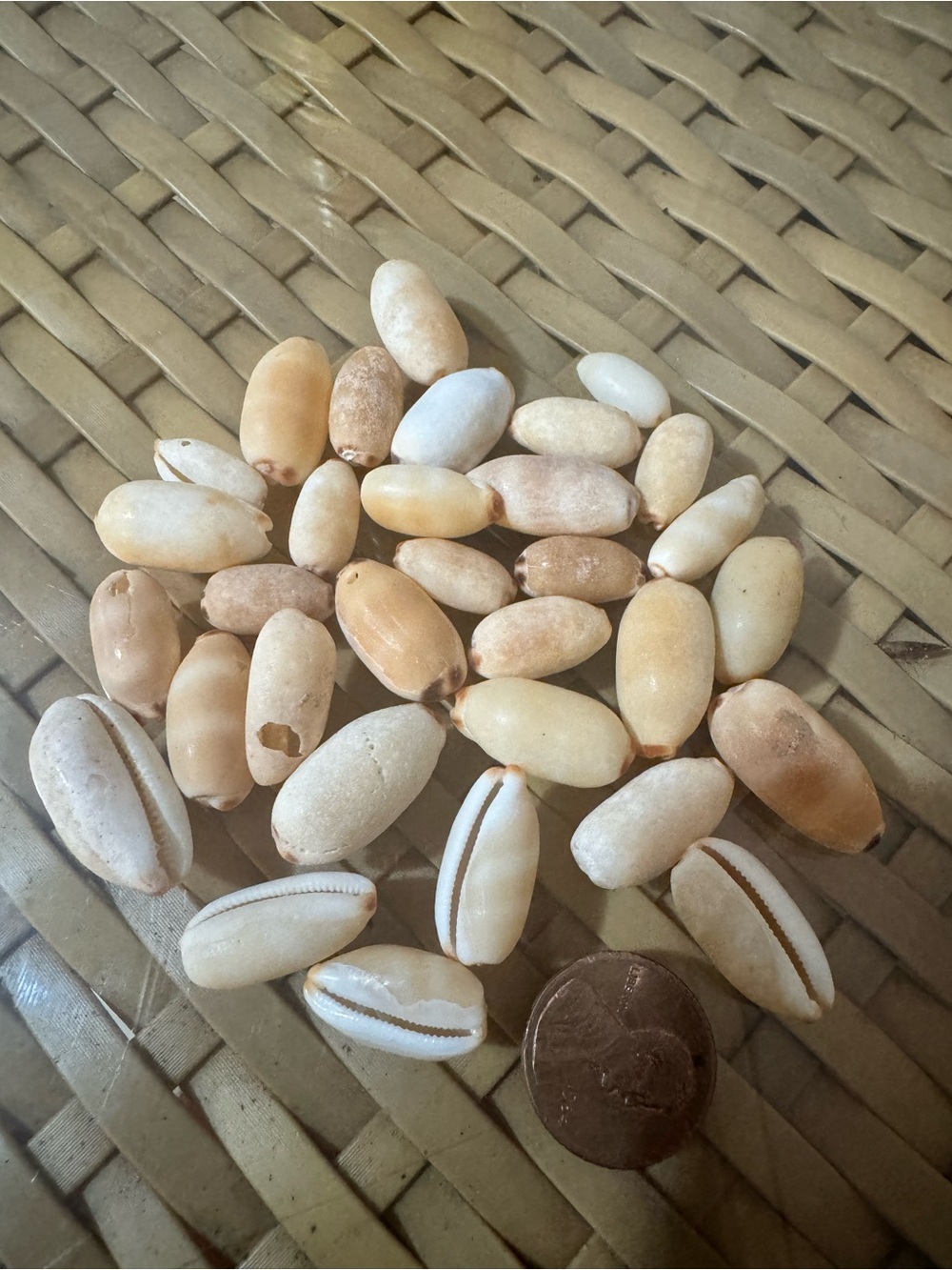 Natural Maui Cowrie Shells - Assorted Cream & Tan